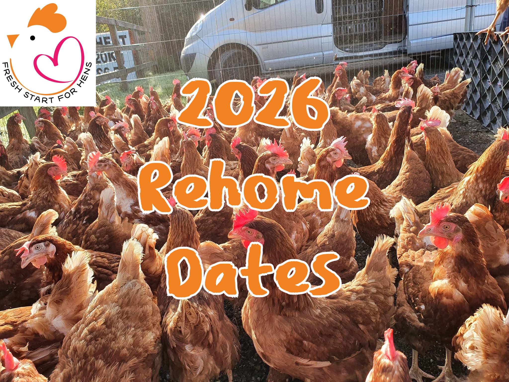 Happy rescue hens available for our 2026 hen rehoming dates