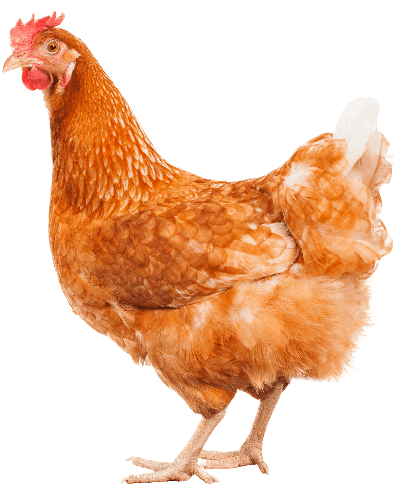 Brown rescue hen