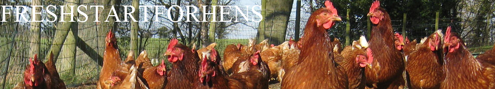 Home Fresh Start For Hens
