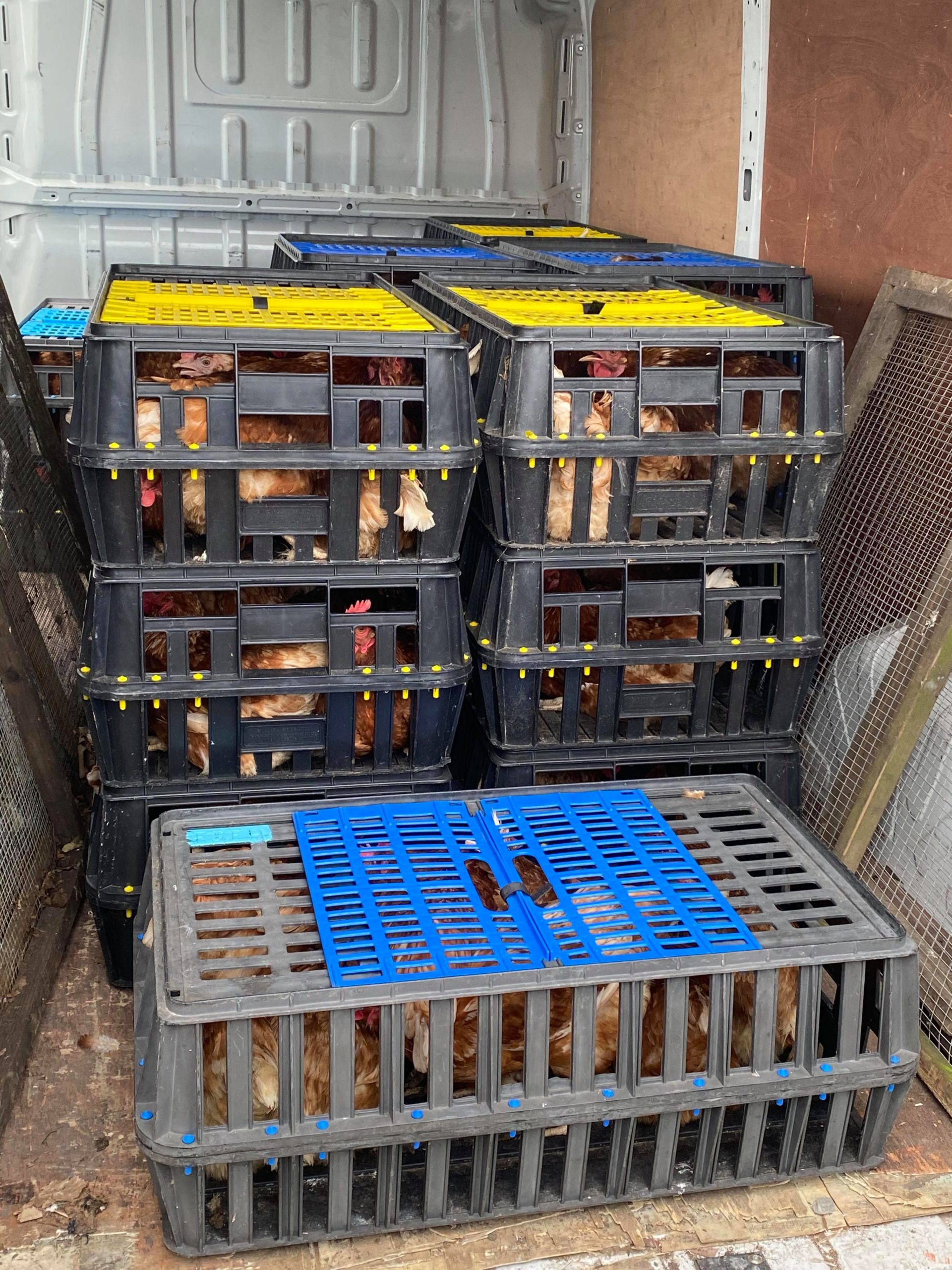 Rehome update with new dates announced - Fresh Start For Hens