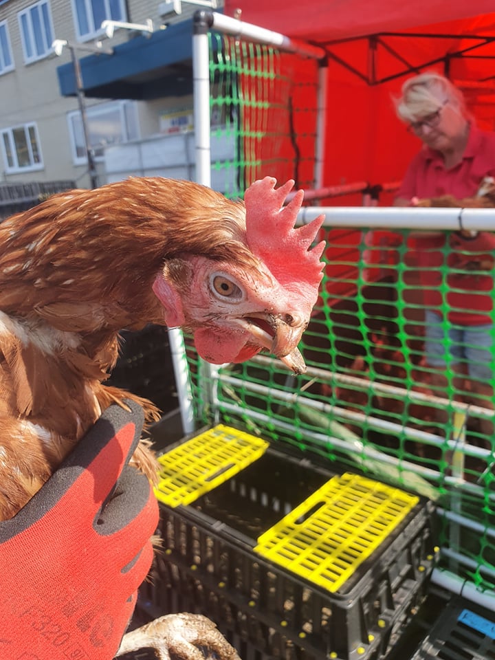 Rehome update with new dates announced - Fresh Start For Hens