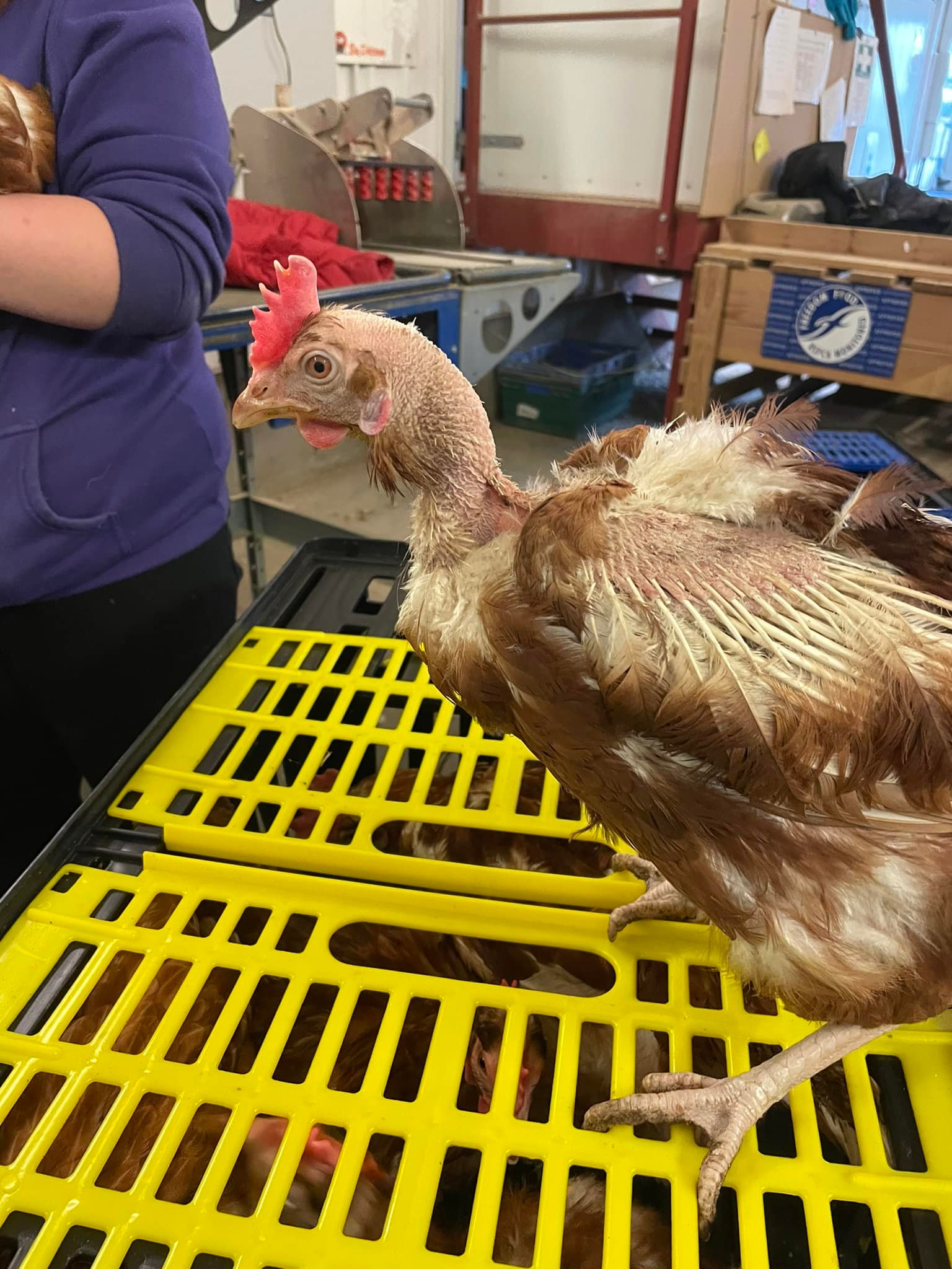 7th May - 3000 hens looking for homes - Fresh Start For Hens