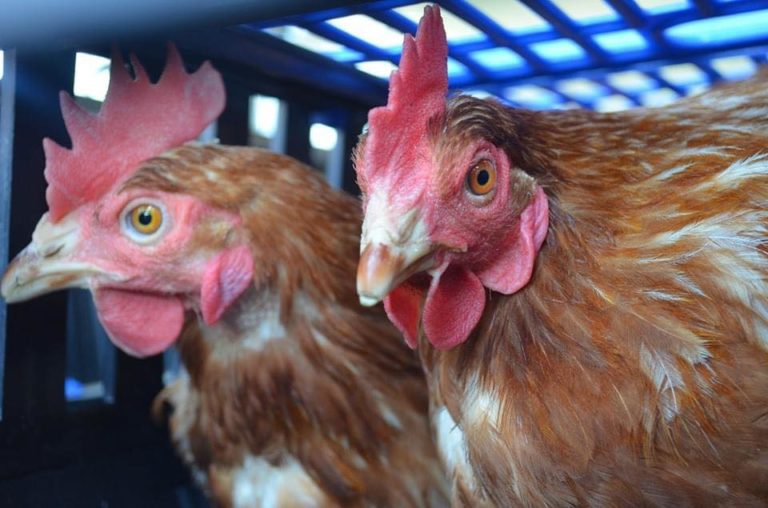 News - Fresh Start For Hens