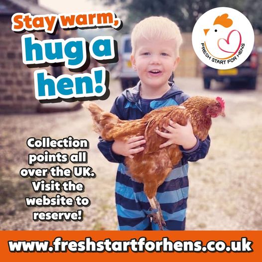 News - Fresh Start For Hens